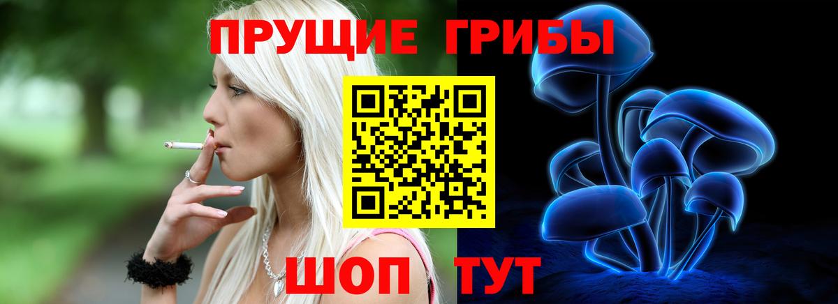 Псилоцибиновые грибы Psilocybe Новозыбков